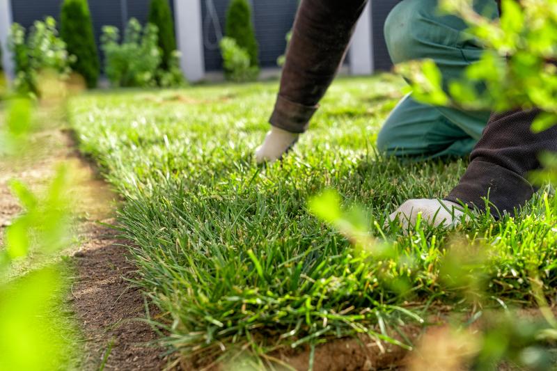 Les meilleures techniques de plantation v&eacute;g&eacute;taux adapt&eacute;es &agrave; votre terrain